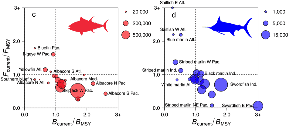 bluefin billfish stock