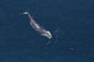 Ariel photograph of a North Atlantic right whale