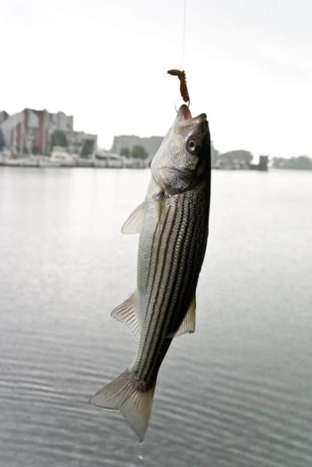 Striped bass caught by an angler